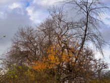 015 Dreiborner Hochfläche