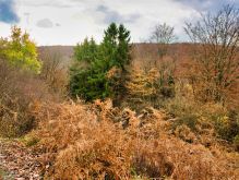 017 Dreiborner Hochfläche