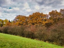 022 Dreiborner Hochfläche