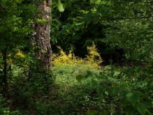 016 Wanderung Im Kermeter