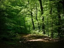 022 Wanderung Im Kermeter