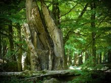 034 Wanderung Im Kermeter