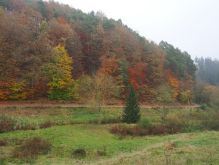 Dreiborn   Patersweiher   Alte Eiche  Berescheider Mühle   Eifel Blick008