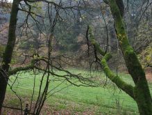 Dreiborn   Patersweiher   Alte Eiche  Berescheider Mühle   Eifel Blick013