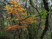 Dreiborn   Patersweiher   Alte Eiche  Berescheider Mühle   Eifel Blick021