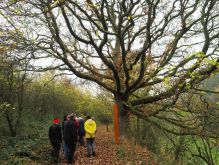 Dreiborn   Patersweiher   Alte Eiche  Berescheider Mühle   Eifel Blick022