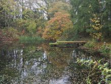 Dreiborn   Patersweiher   Alte Eiche  Berescheider Mühle   Eifel Blick032