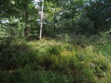 Droover Heide017