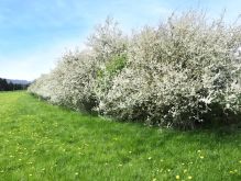 Bereich Reifferscheid034