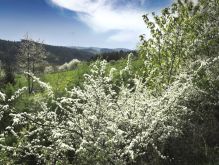 Bereich Reifferscheid037