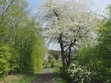 Bereich Reifferscheid038