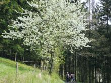 Bereich Reifferscheid041