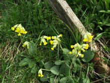 Bereich Reifferscheid048