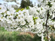 Bereich Reifferscheid055