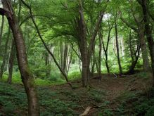 Schmidt   Eschauel   Rurseef039