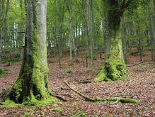 Widdau   Rohrener Höhen015