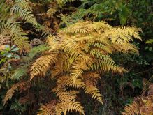 Widdau   Rohrener Höhen020