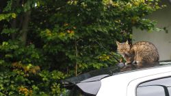 Widdau   Rohrener Höhen023